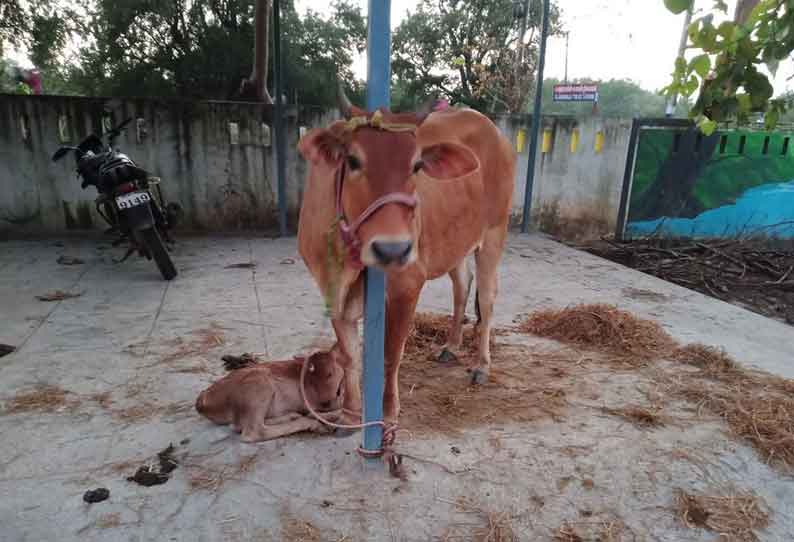 ஒரு மாட்டுக்கு சொந்தம் கொண்டாடிய 2 பேர்