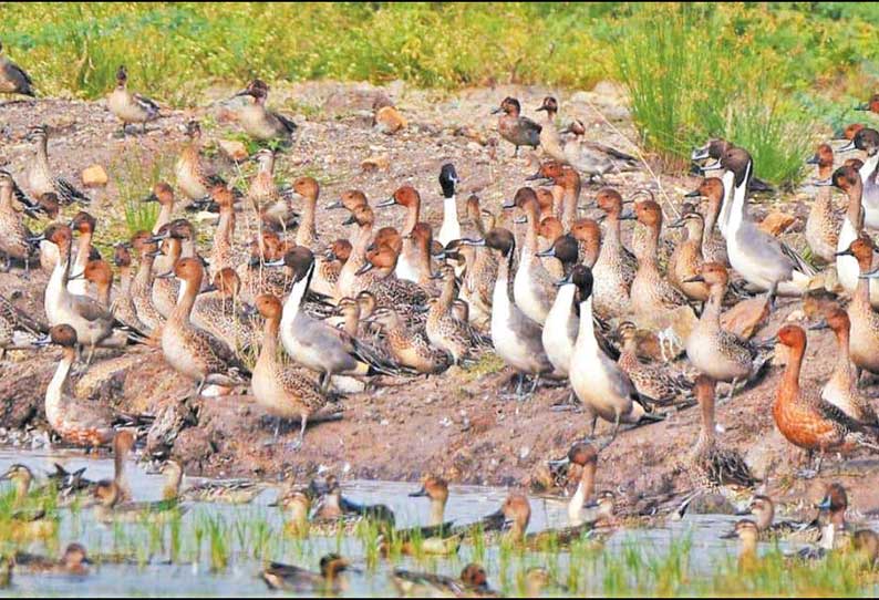 பள்ளிக்கரணை சதுப்பு நிலத்தில் குவிந்த அரிய வகை வாத்துகள்