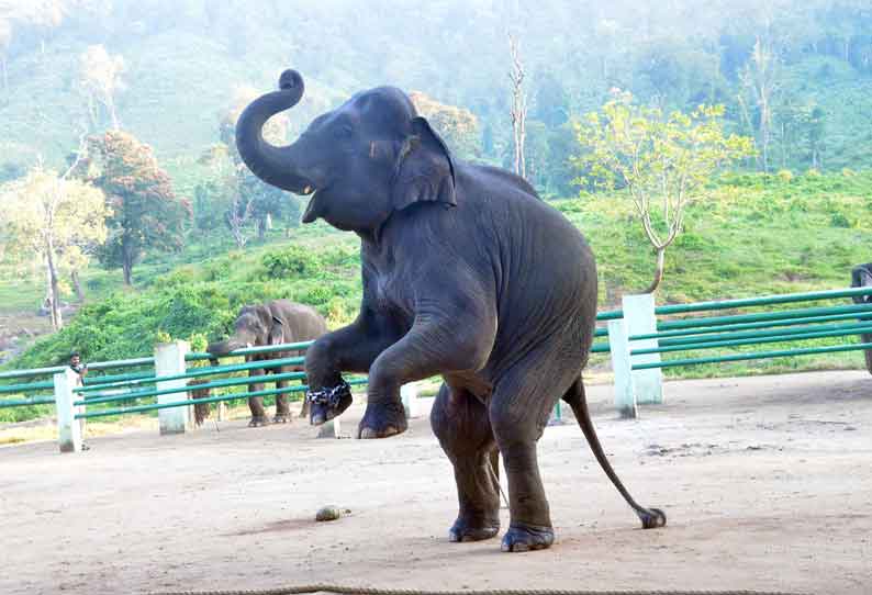 டாப்சிலிப் கோழிகமுத்தி முகாமில் வளர்ப்பு யானைகளுக்கு கும்கி பயிற்சி டாப்சிலிப் கோழிகமுத்தி முகாமில் வளர்ப்பு யானைகளுக்கு கும்கி பயிற்சி
