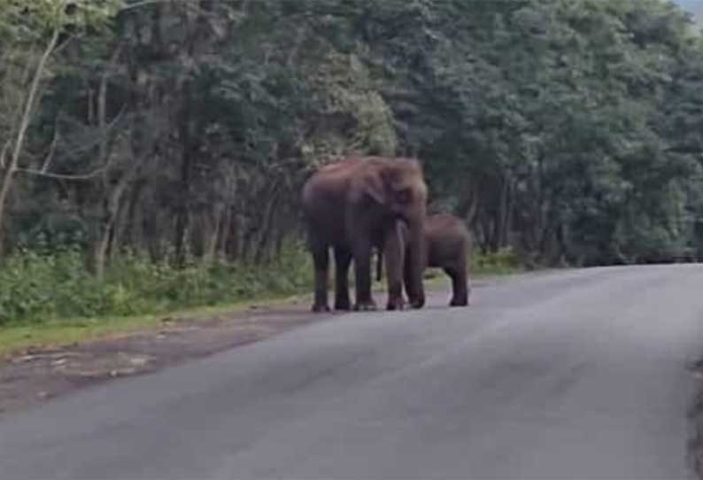 தமிழக கர்நாடக எல்லையில் வாகனங்களை வழிமறித்த யானை; போக்குவரத்து பாதிப்பு