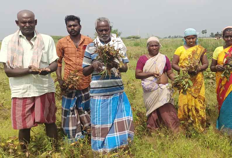 கயத்தாறு அருகே தொடர் மழைக்கு,உளுந்து, பாசிப்பயறு விளைச்சல் பாதிப்பு,விவசாயிகள் கவலை