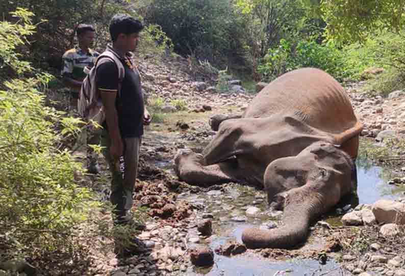 பவானிசாகர் வனப்பகுதியில் பெண் யானை சாவு