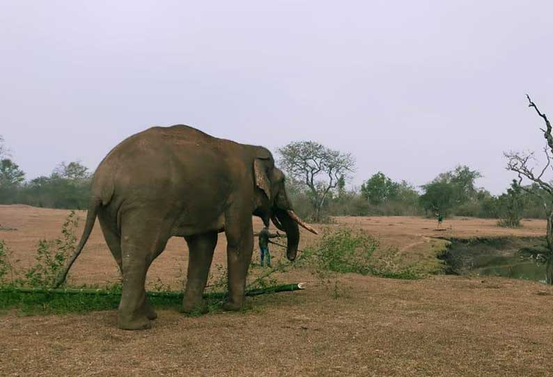 தப்பி ஓடிய காட்டு யானை.