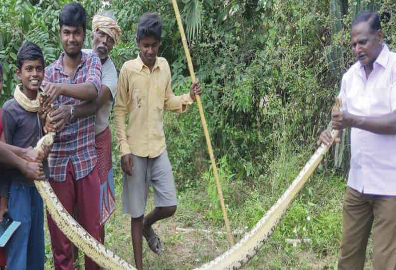 திருவரங்குளம், பொன்னமராவதியில் 2 மலைப்பாம்புகள் பிடிப்பட்டன