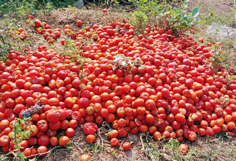 தா.பழூரில் விற்பனை ஆகாததால் சாலையோரம் வீசப்பட்ட தக்காளிகள்