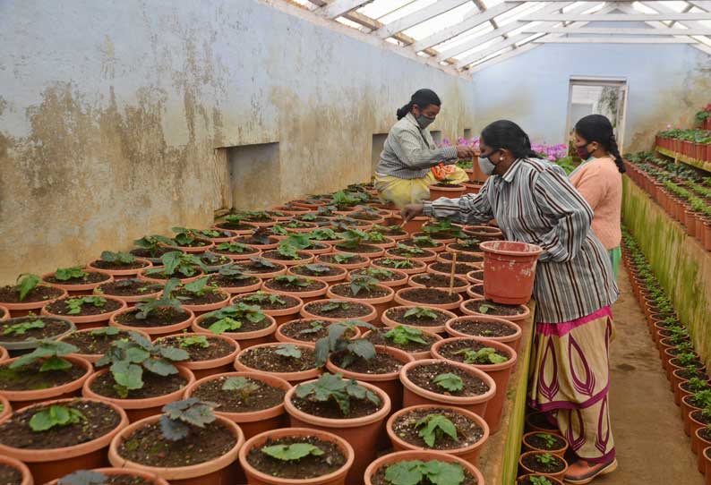 ஊட்டி தாவரவியல் பூங்கா நர்சரியில் பூந்தொட்டிகளில் நடவு செய்யப்பட்ட மலர் செடிகளுக்கு களை எடுக்கும் பணி நடந்ததை