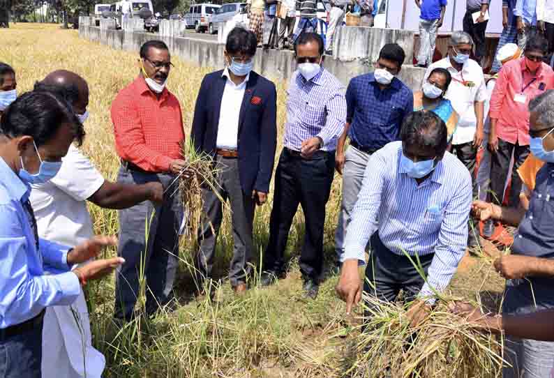 கனமழையால் நெல், மிளகாய் பயிர் முற்றிலும் பாதிப்பு