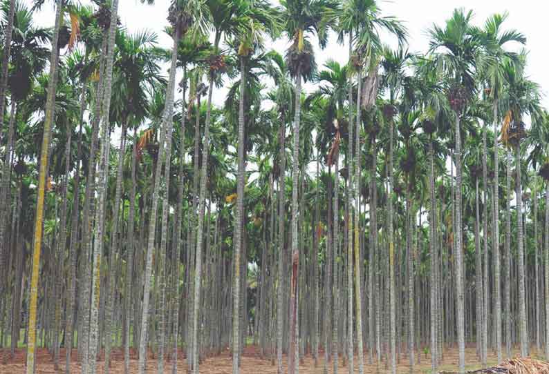 உடுமலை பகுதியில் ஊடுபயிர் மட்டுமல்லாமல் தனிப்பயிராக பாக்கு சாகுபடி செய்வதிலும் விவசாயிகள் ஆர்வம் காட்டி வருகின்றனர்