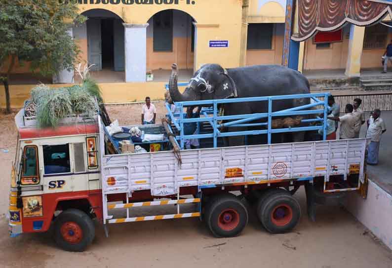 நலவாழ்வு முகாமுக்கு உற்சாகத்துடன் புறப்பட்ட கோவில் யானைகள்