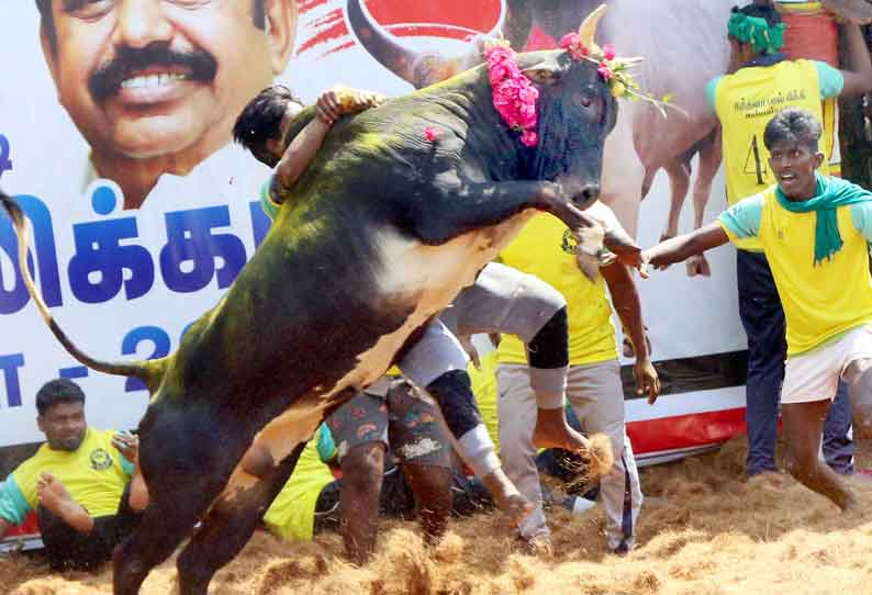 தம்மம்பட்டியில் ஜல்லிக்கட்டு துள்ளிக்குதித்த காளைகளுடன் மல்லுக்கட்டிய காளையர்கள்; மாடுகள் முட்டியதில் 17 பேர் காயம்