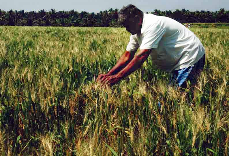 உடுமலை பகுதியில் மானாவாரி சாகுபடியில் கோதுமை சாகுபடி