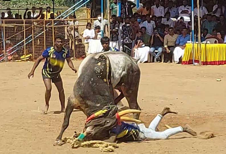 திருப்புவனத்தில் வடமாடு மஞ்சுவிரட்டு