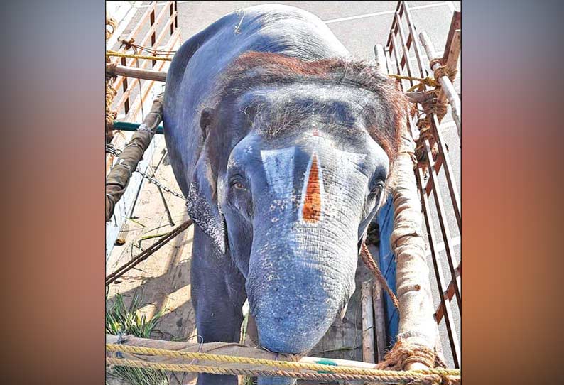 புத்துணர்வு முகாமிற்கு ஸ்ரீவில்லிபுத்தூர் ஆண்டாள் கோவில் யானை அனுப்பி வைப்பு