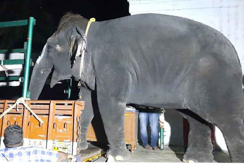 மேட்டுப்பாளையத்துக்கு மன்னார்குடி ராஜகோபாலசாமி கோவில் யானை பயணம்