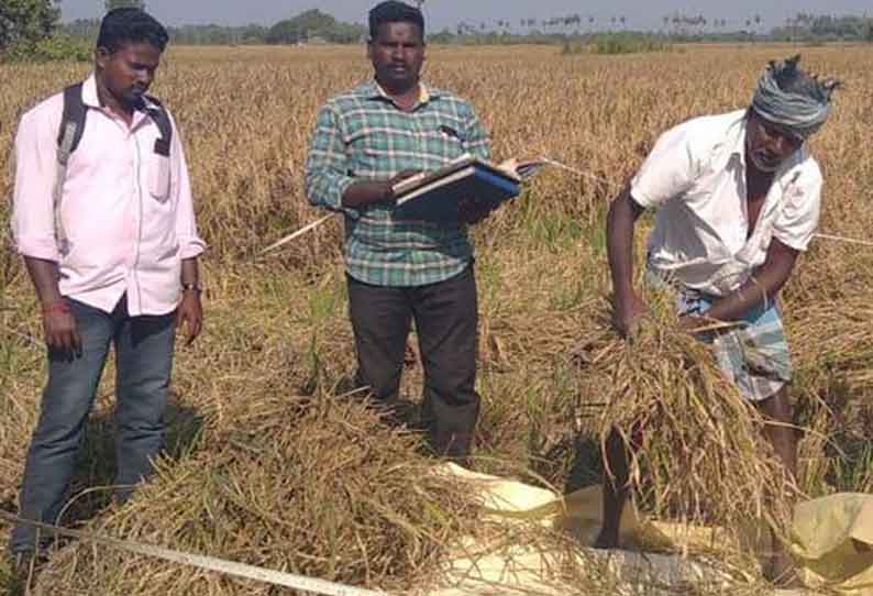 கொரடாச்சேரி ஒன்றியத்தில் நெற்பயிரில் மகசூல் இழப்பு குறித்து அதிகாரிகள் ஆய்வு