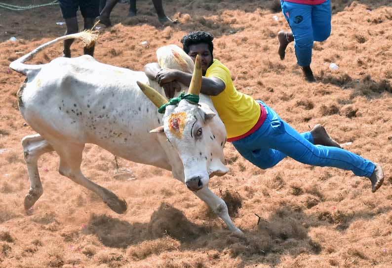 பொத்தமேட்டுப்பட்டியில் ஜல்லிக்கட்டு; காளைகள் முட்டியதில் 22 பேர் காயம்