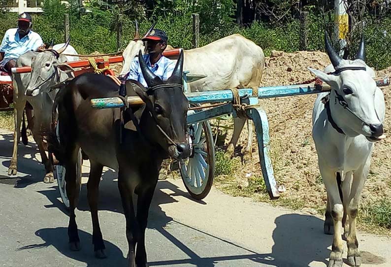 திருமூர்த்திமலைக்கு மாட்டுவண்டியில் வந்த பக்தர்கள்