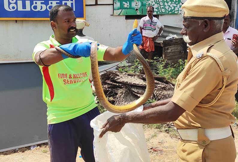 தோட்டத்துக்குள் புகுந்த 7 அடி நீள சாரைப்பாம்பு