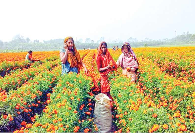 பவானிசாகர் பகுதியில் கடும் குளிர் நிலவுவதால் பூ பறிக்கும் தொழிலாளர்கள் பாதிப்பு