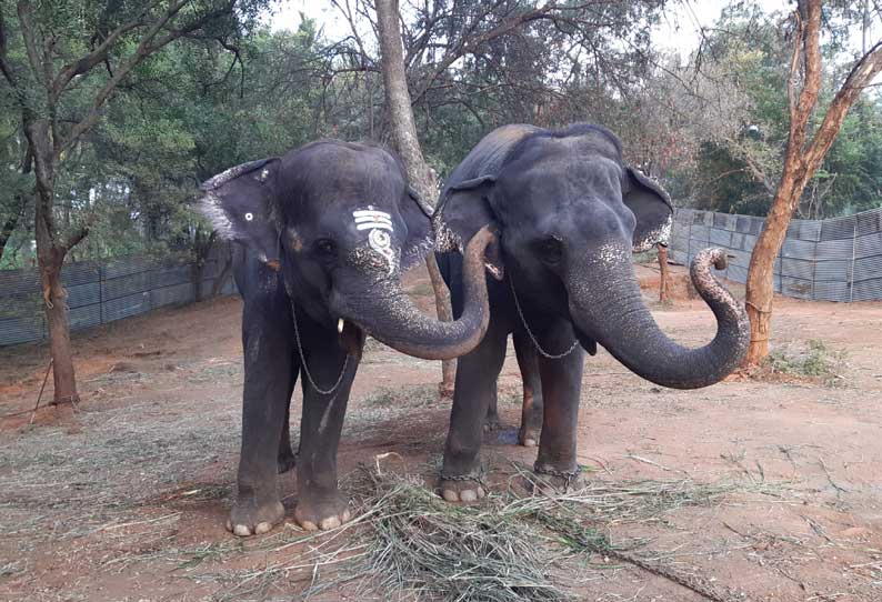 நலவாழ்வு முகாம்: சுட்டிக்குழந்தையைபோல் சுற்றிவரும் பட்டீஸ்வரர் கோவில் யானை கல்யாணி