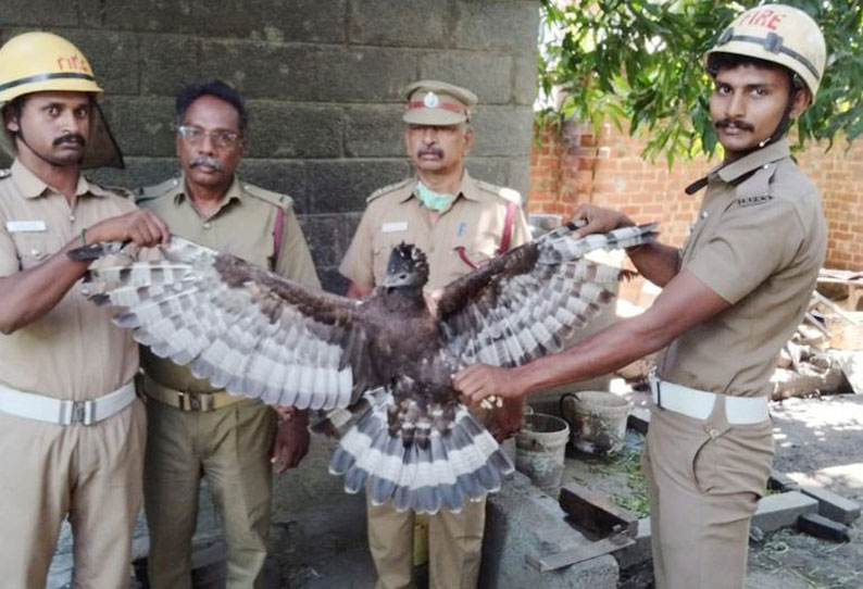 சாமிதோப்பு அருகே அபூர்வ பறவை பிடிபட்டது