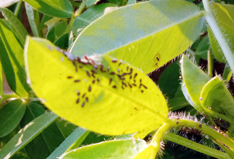 நிலக்கடலை செடிகளில் பூச்சி தாக்குதல்