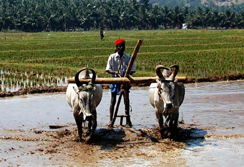 அமராவதி பகுதியில் நெல்நாற்றங்கால் அமைக்கும் பணி