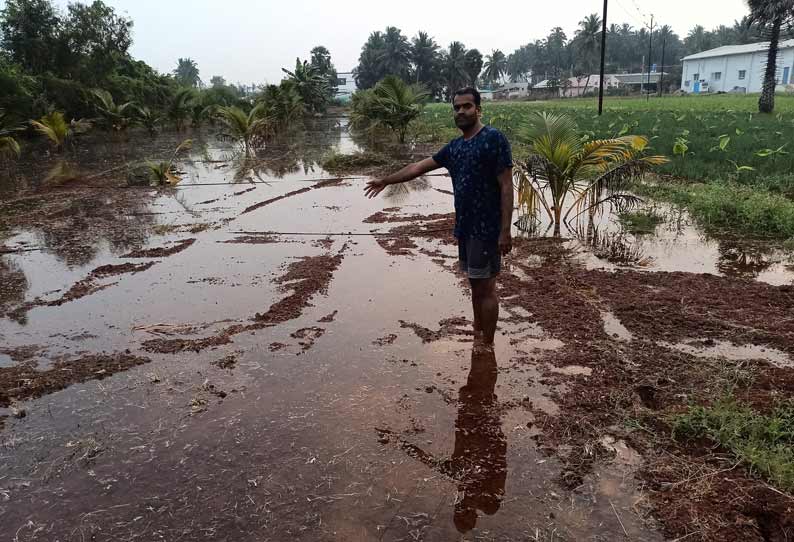 பல்லடம் தோட்டங்களில் தண்ணீர் புகுந்து வெங்காய பயிர் சேதம்