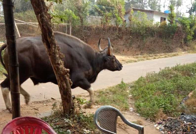 ஊருக்குள் புகுந்த காட்டெருமை.