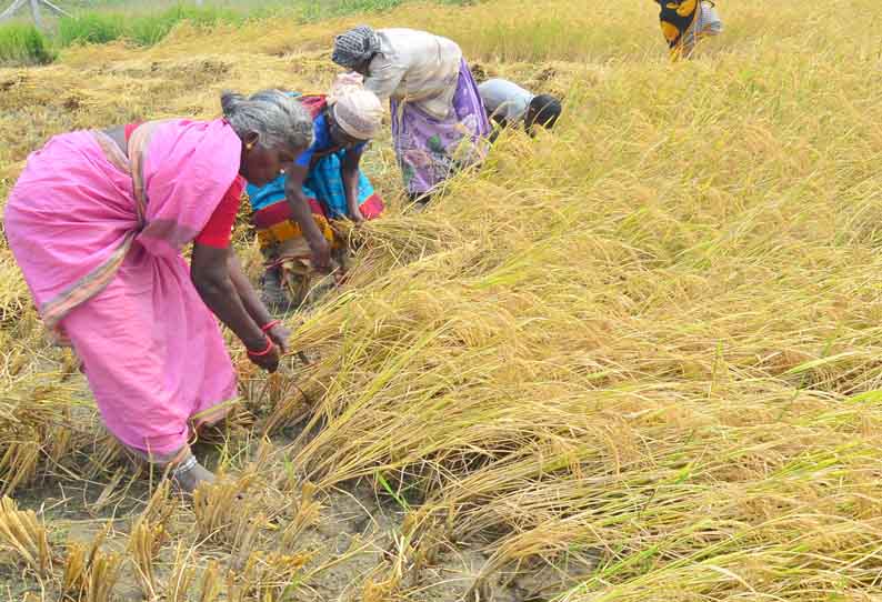 பரிதவிப்போடு கதிர் அறுக்கும் விவசாயிகள்