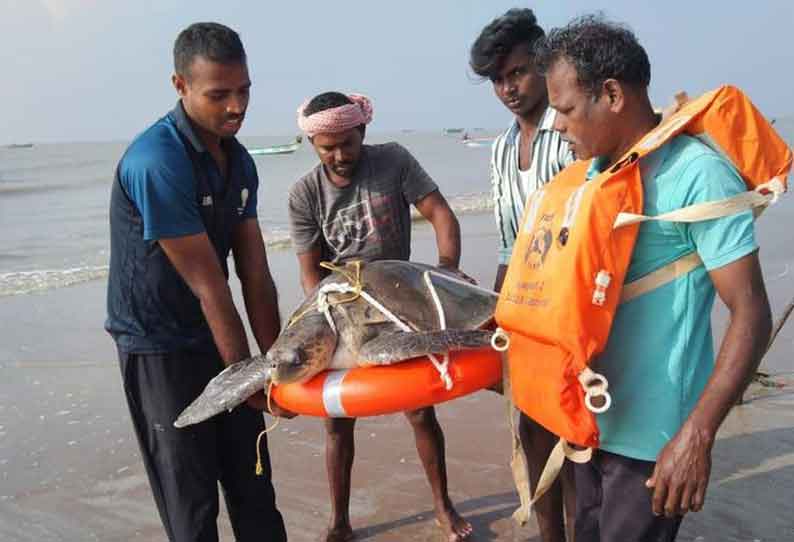 உயிருக்கு போராடிய 100 கிலோ எடை  ஆலிவ் ரெட்லி ஆமை