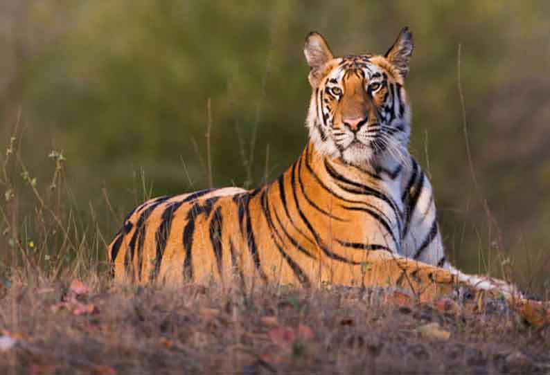 களக்காடு மேற்கு தொடர்ச்சி மலைப்பகுதியில்  புலிகள் கணக்கெடுக்கும் பணி நாளை தொடக்கம்