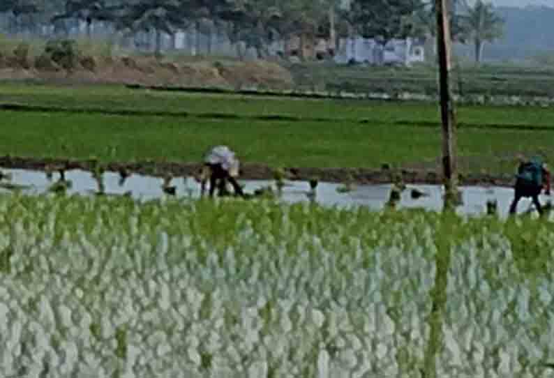 கோடை கால நெல் சாகுபடி தொடக்கம்