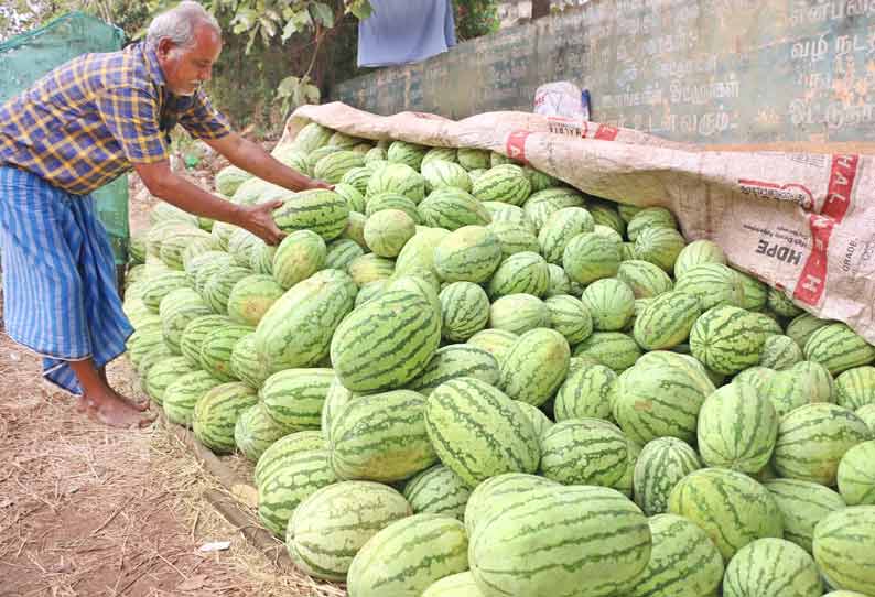 திருச்சியில் கோடை காலம் தொடங்கும் முன்பே சூடுபிடிக்கும் தர்பூசணி விற்பனை