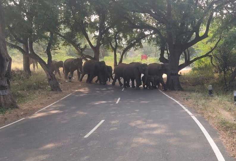 ஒகேனக்கல் அருகே  சாலையை கடந்த யானைகள் கூட்டம் வாகன ஓட்டிகள் பீதி