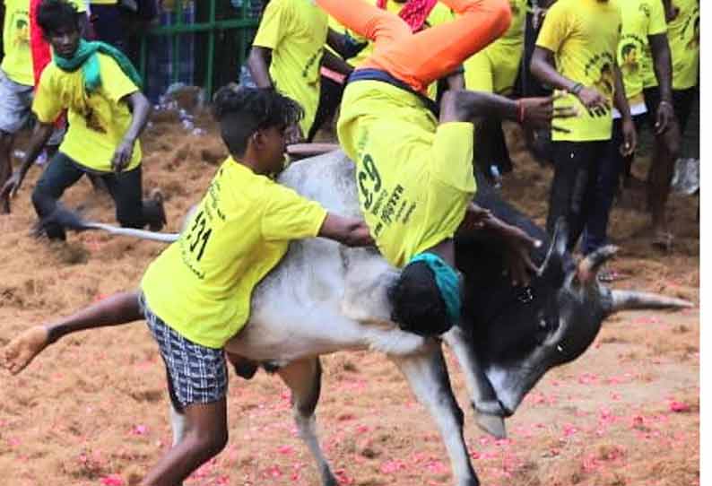 சமயபுரம் அருகே தெற்கு இருங்களூரில் ஜல்லிக்கட்டு 500 காளைகள் பங்கேற்பு; 43 பேர் காயம்