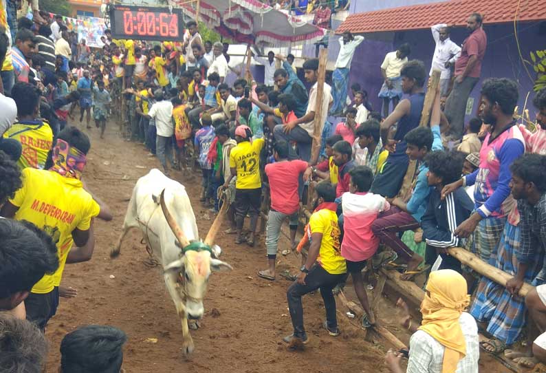 கல்லாங்குத்து கிராமத்தில் மாடு விடும் விழா, காளைகள் முட்டி பள்ளி மாணவன் உள்பட 14 பேர் காயம்.