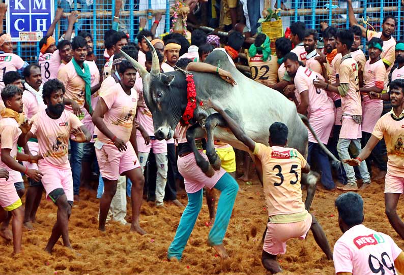 கோவையில் நடந்த ஜல்லிக்கட்டில் சீறிப்பாய்ந்த காளைகளை அடக்க போராடிய வீரர்கள்