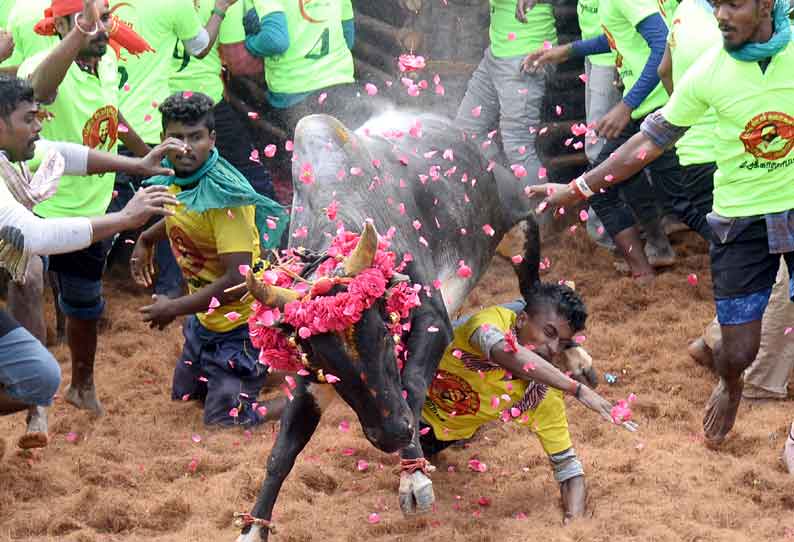 தஞ்சை அருகே, திருக்கானூர்பட்டியில் ஜல்லிக்கட்டு காளைகள் முட்டி 24 பேர் படுகாயம்