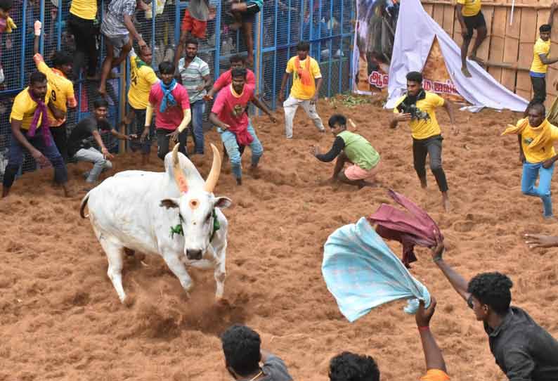 வையம்பட்டி அருகே ஆவாரம்பட்டியில்  ஜல்லிக்கட்டில் சீறிப்பாய்ந்த காளைகள் முட்டியதில் 15 பேர் காயம்