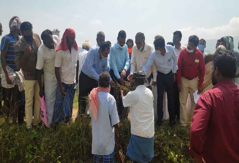 மழையால் சேதம் அடைந்த பயிர்களை வேளாண்மை அதிகாரிகள் ஆய்வு