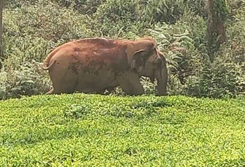 ஊருக்குள் புகுந்த காட்டுயானைகளால் பரபரப்பு