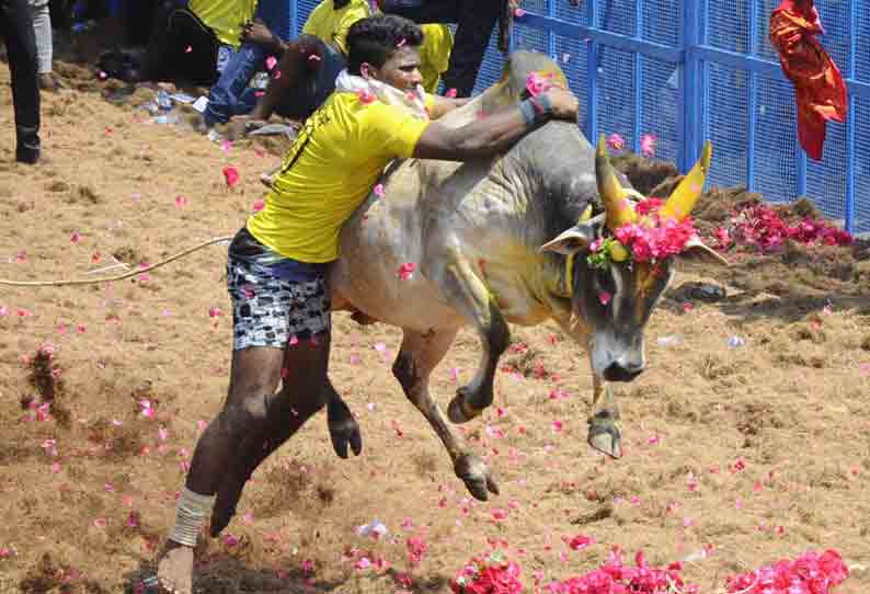 கல்லக்குடி அருகே முதுவத்தூர் கிராமத்தில் ஜல்லிக்கட்டு: காளைகள் முட்டியதில் 18 பேர் காயம்