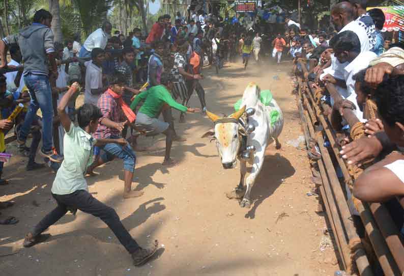 போகனப்பள்ளி, கொங்கன்செருவு கிராமங்களில் எருது விடும் விழா 10 பேர் காயம்