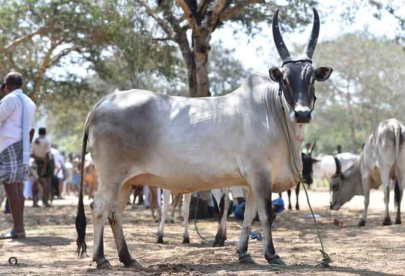 காங்கேயம் இன பசுமாடுகள் ரூ.20 லட்சத்திற்கு விற்பனை