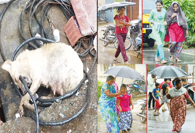 மின்சாரம் தாக்கி இறந்து கிடந்த நாய்; ஈரோட்டில் மழையில் நனையாமல் இருப்பதற்காக குடை பிடித்த படி சென்றவர்கள்