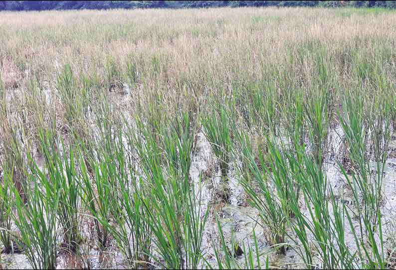 திருமருகல் அருகே வி‌‌ஷமருந்து தெளிக்கப்பட்டதால் 1½ ஏக்கர் நெற்பயிர்கள் கருகி நாசம் போலீசார் விசாரணை