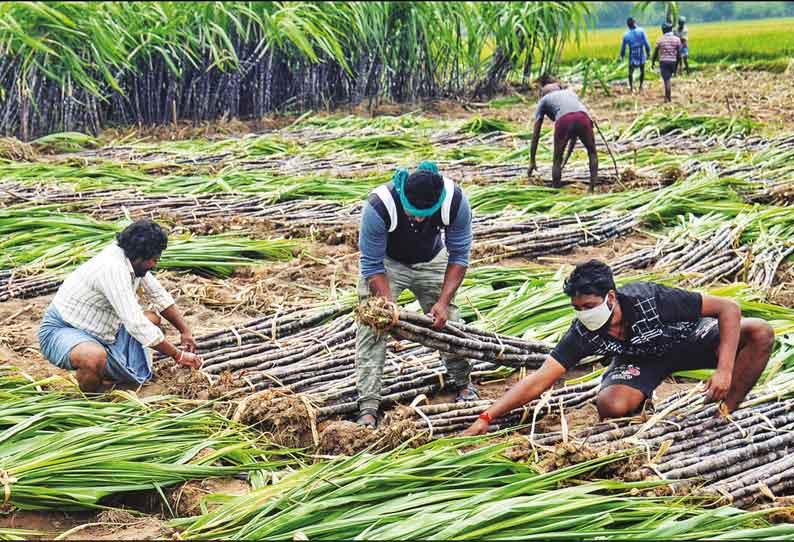 தஞ்சை மாவட்டத்தில் நாளை முதல் வினியோகம்: பொங்கல் பரிசு வழங்க ரூ.167 கோடி ஒதுக்கீடு