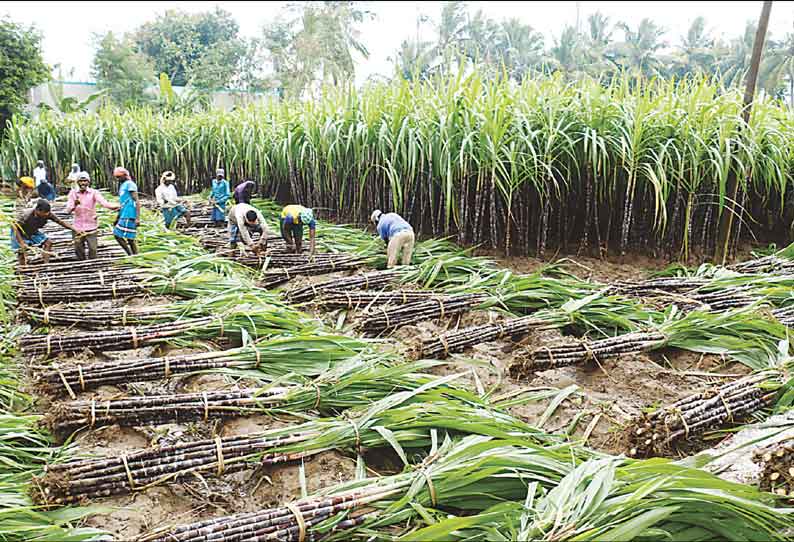 விழுப்புரம் பகுதியில் பொங்கல் கரும்புகள் அறுவடை பணி தொடங்கியது