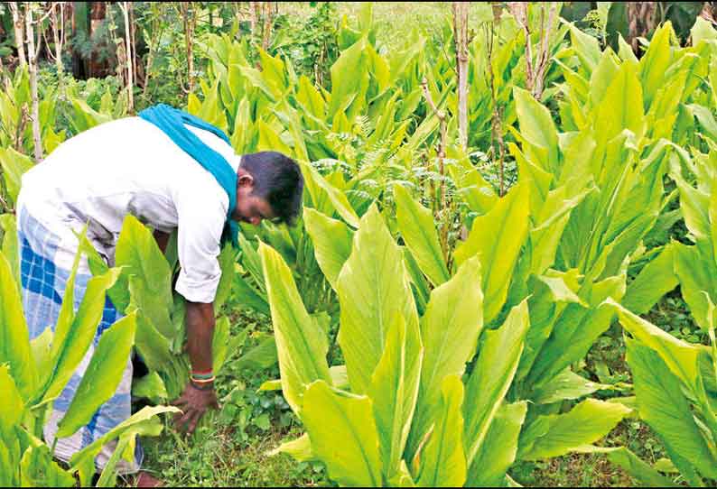 பொங்கல் பண்டிகைக்கு தயாராகும் மஞ்சள் கொத்துகள் நல்ல விலை கிடைக்கும் என்று விவசாயிகள் எதிர்பார்ப்பு